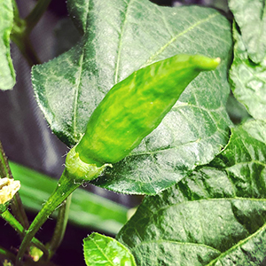 aji pineapple pepper image